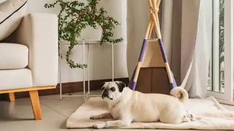 Imagen 1 de La falsa serenidad canina: señales silenciosas de ansiedad que solemos pasar por alto