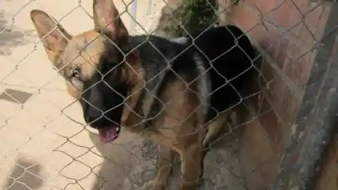 Imagen 1 de Derechos Sociales ha adjudicado 4,8 millones de euros en ayudas para protección animal durante 2025