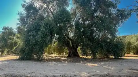 Imagen 1 de El pueblo de Andalucía con uno de los olivos más grandes del mundo