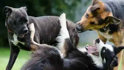 Imagen 1 de ¿Pelea o lenguaje canino? Qué significa que tu perro muerda el hocico de otro