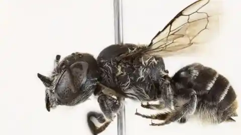 Imagen 1 de Descubierta una nueva especie de abeja “diabólica” en Australia