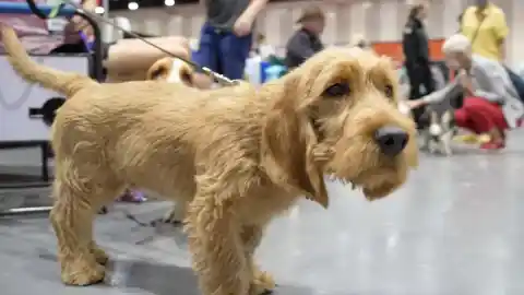 Imagen 1 de El American Kennel Club suma tres nuevas razas caninas a su registro oficial