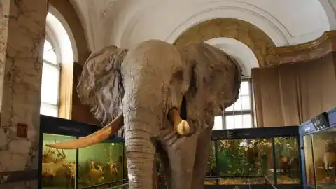 Imagen 1 de África en el corazón de Europa