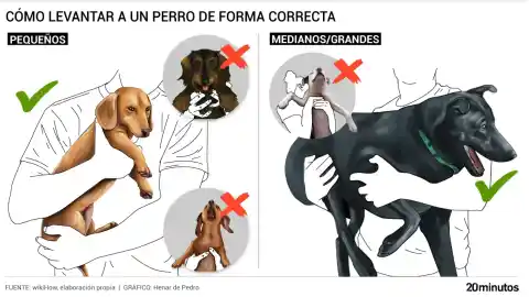 Imagen 1 de Guía para levantar adecuadamente a los perros según su tamaño