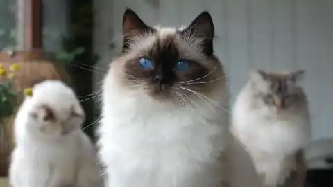 Imagen 1 de Un estudio revela que el ronroneo identifica mejor a cada gato que su maullido