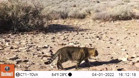 Imagen 1 de Los gatos ferales de una isla patagónica: así vive una población felina sin contacto humano