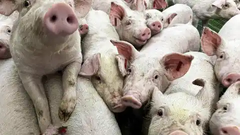 Imagen 1 de Un estudio revela que los cerdos se asentaron junto con los primeros viajeros humanos hace miles de años