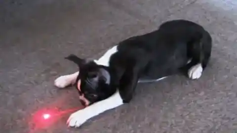 Imagen 1 de El síndrome del puntero láser en perros: qué es, por qué aparece y cómo prevenirlo