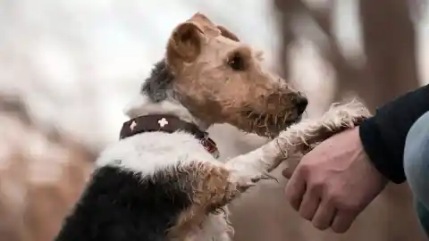 Imagen 1 de El "lado favorito" del perro: cómo saber si tu can es zurdo, diestro o ambidiestro