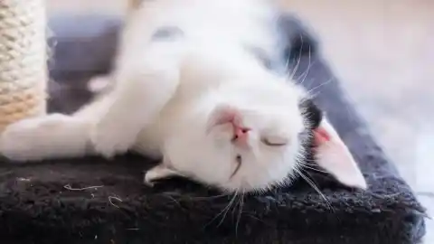 Imagen 1 de ¿Es tu casa 'cat-friendly'?: manual definitivo para crear el hogar ideal para tu gato