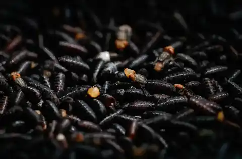 Imagen 1 de Casos de gusano barrenador en el Estado de México y Tamaulipas encienden las alarmas sobre su avance hacia la frontera norte