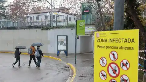 Imagen 1 de Peste porcina y aranceles retan al sector alimentario tras un año de crecimiento