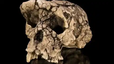 Imagen 1 de El homínido más antiguo que se conoce caminaba sobre dos piernas hace siete millones de años