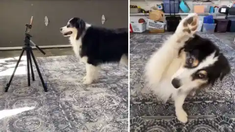 Imagen 1 de Un nuevo estudio alerta sobre el sufrimiento oculto en los vídeos virales de perros y gatos