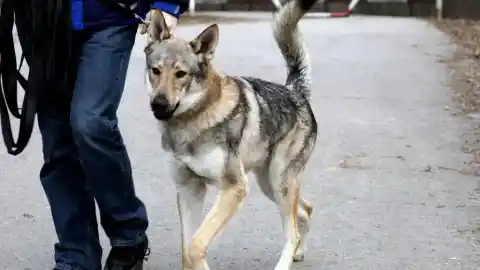 Imagen 1 de Cinco perros ideales para quienes disfrutan del silencio y quieren evitar charlas en el parque