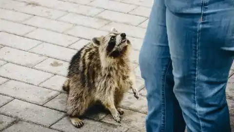 Imagen 1 de Las ciudades como laboratorios evolutivos: ¿se están autodomesticando los mapaches?