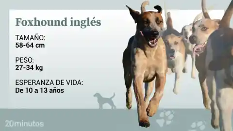Imagen 1 de El foxhound inglés, el gran sabueso seleccionado para durar siglos