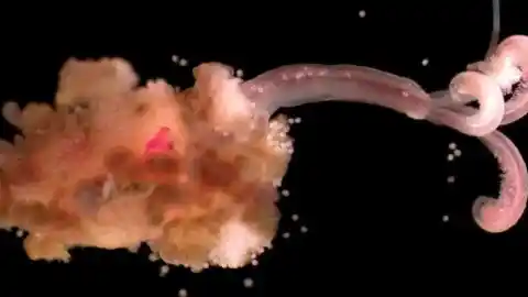 Imagen 1 de La misteriosa desaparición de los gusanos zombis del Pacífico: implica una "pérdida potencial de especies"