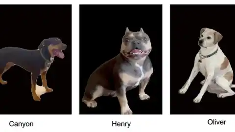 Imagen 1 de Creemos entender las expresiones de nuestros perros, pero la ciencia confirma que lo hacemos mal