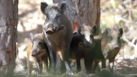 Imagen 1 de Catalunya eleva a 47 los jabalíes muertos por peste porcina en Collserola