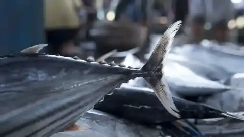Imagen 1 de Un atún alcanza precio récord en la primera subasta del año en Tokio