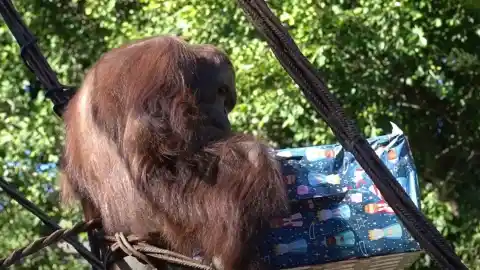 Imagen 1 de La simpática forma en la que los orangutanes de Borneo desenvuelven regalos tras la visita de los Reyes Magos