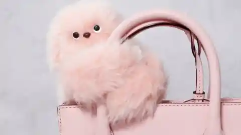 Imagen 1 de Así es Mirumi, el adorable robot con ojos saltones que querrás llevar colgado en tu bolso o mochila