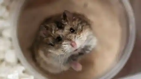 Imagen 1 de ¿Tiene tu hámster una despensa en su refugio? El motivo por el que lo hacen tiene que ver con su bienestar