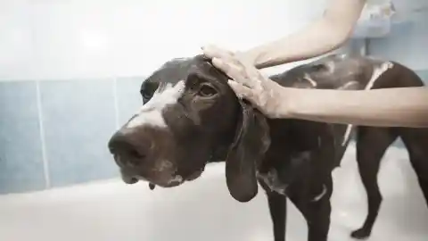 Imagen 1 de ¿Es seguro bañar a un perro con jabón de lavavajillas o champú humano? Lo que dicen los expertos