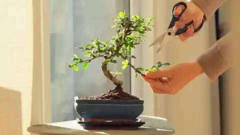 Imagen 1 de A los que quieran cultivar un bonsái como propósito de año les hace falta este kit definitivo