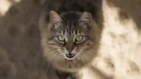 Imagen 1 de Un estudio sugiere que los gatos maúllan más al saludar a sus cuidadores varones