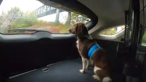 Imagen 1 de ¿Por qué a tantos perros les fascinan los viajes en coche?
