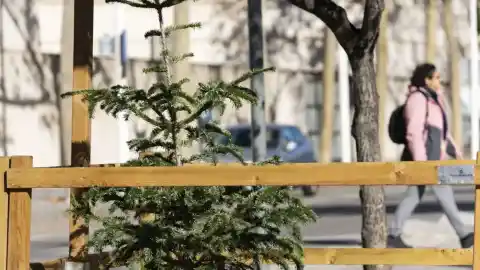 Imagen 1 de Barcelona habilita más de 220 puntos de recogida de árboles de Navidad en la ciudad