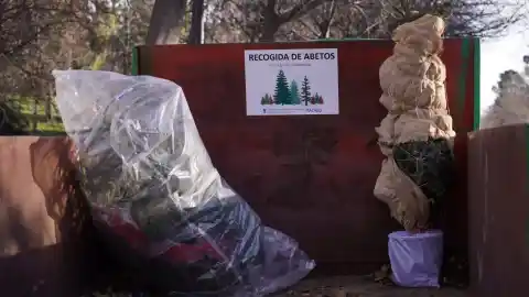 Imagen 1 de La recogida de abetos navideños arranca en el Retiro y Casa de Campo: cada vez hay menos, pero preocupa su plantación no autorizada