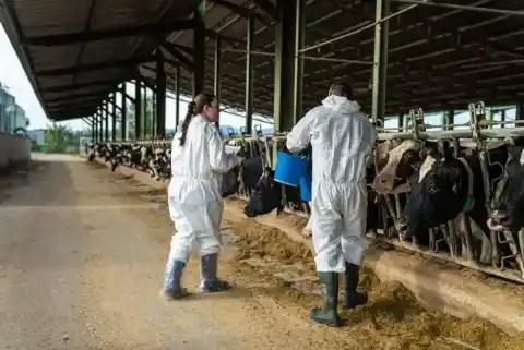 Imagen 1 de Agricultura confirma un nuevo caso de dermatosis nodular contagiosa en Girona