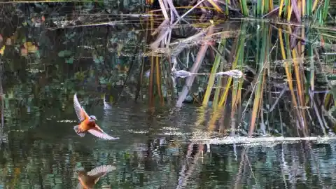 Imagen 1 de El calculado ahorro del martín pescador