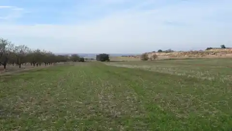 Imagen 1 de Reto visual: ¿Puedes encontrar al aguilucho en menos de 30 segundos?