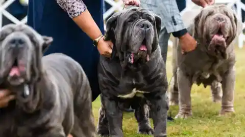 Imagen 1 de Anatomía canina: para qué sirven las papadas y qué nos cuentan sobre la evolución del perro