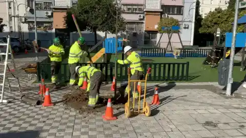 Imagen 1 de Sevilla impulsa la plantación de cerca de 400 nuevos árboles en el distrito San Pablo-Santa Justa