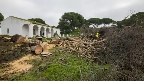 Imagen 1 de Talan el pino bajo el que reposaban los restos del burro Platero, que fue afectado por un tornado