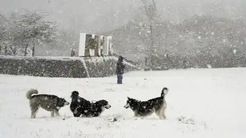 Imagen 1 de Año de nieves