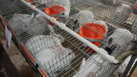 Imagen 1 de Menos conejos en la ganadería: SOS a la producción de un elemento clave en la paella