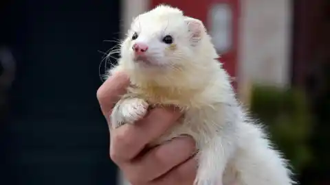 Imagen 1 de Todo lo que debes saber si acabas de adoptar un hurón