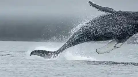 Imagen 1 de La caza de ballenas empezó en la costa de Brasil hace 5.000 años