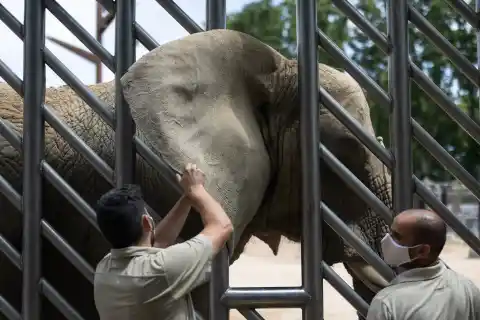 Imagen 1 de Muere Susi, la elefanta del Zoo de Barcelona cuya soledad propulsó las corrientes animalistas