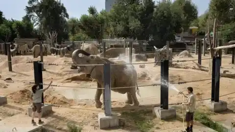 Imagen 1 de Muere Susi, la elefanta africana más veterana del Zoo de Barcelona, a los 55 años
