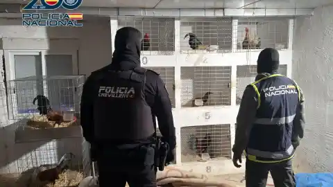 Imagen 1 de Detenido por maltratar y mutilar a 19 gallos de pelea que poseía en su domicilio