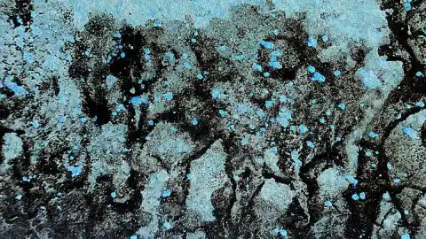 Imagen 1 de ¿Pintar árboles de azul para salvar la naturaleza?