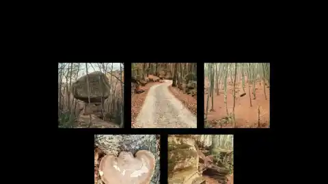 Imagen 1 de Otoño como escenario ideal del Bolet de Toia