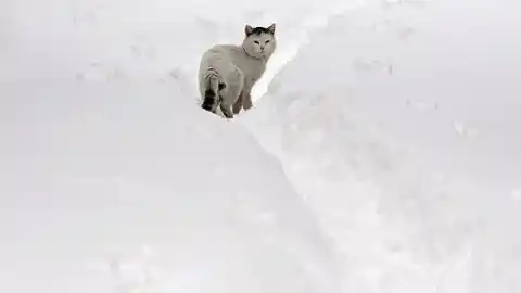 Imagen 1 de La temperatura mínima que puede ser peligrosa para que tu gato salga al exterior, según un veterinario